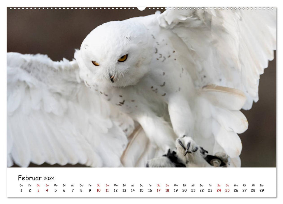 Owls 2024 (CALVENDO wall calendar 2024) 