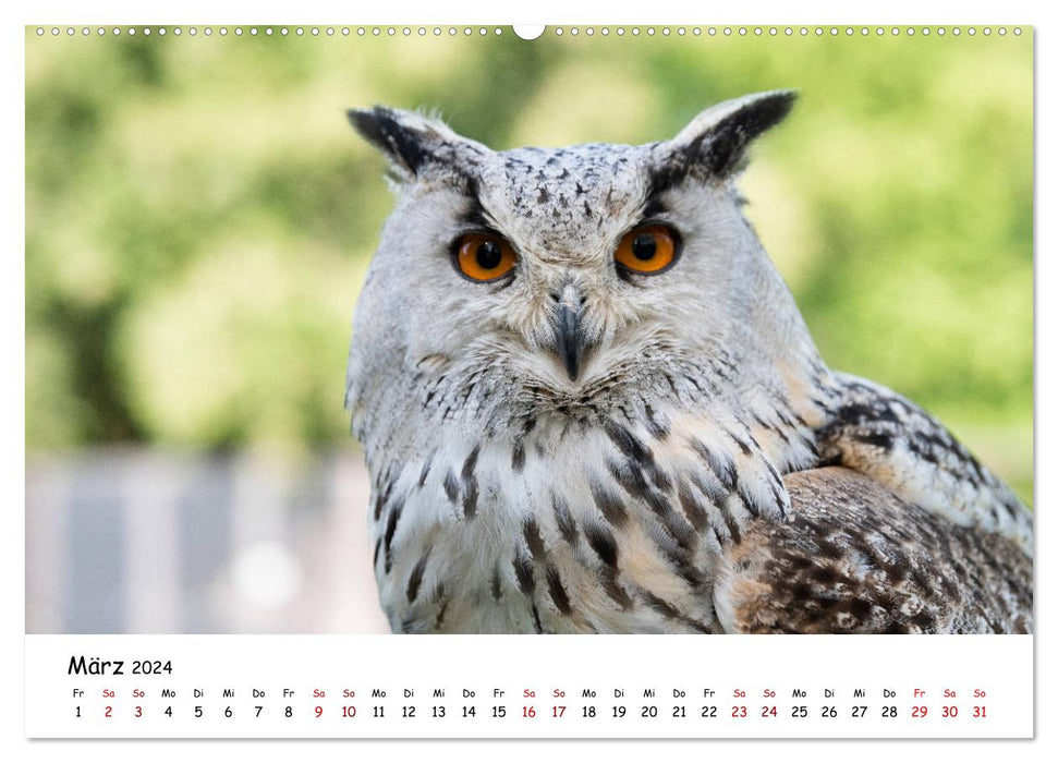 Owls 2024 (CALVENDO wall calendar 2024) 