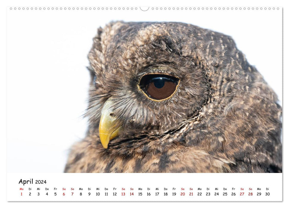 Owls 2024 (CALVENDO wall calendar 2024) 