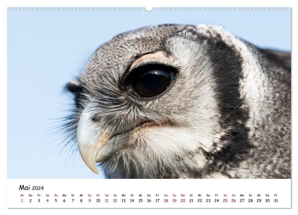 Owls 2024 (CALVENDO wall calendar 2024) 