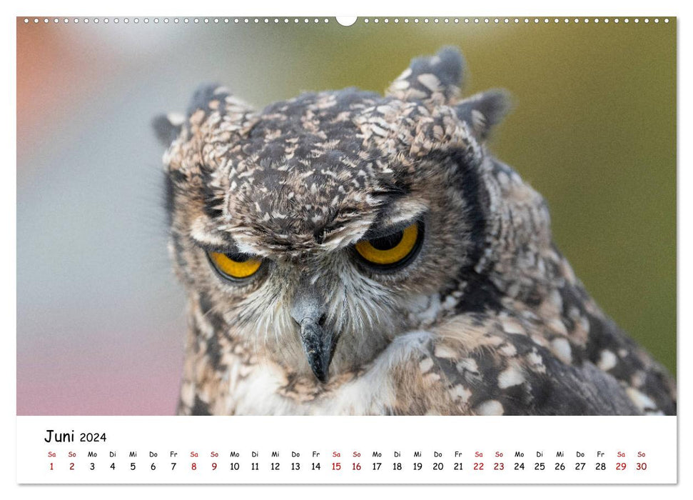 Owls 2024 (CALVENDO wall calendar 2024) 