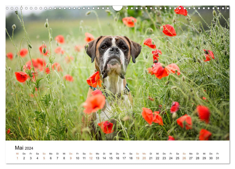 Deutscher Boxer (CALVENDO Wandkalender 2024)