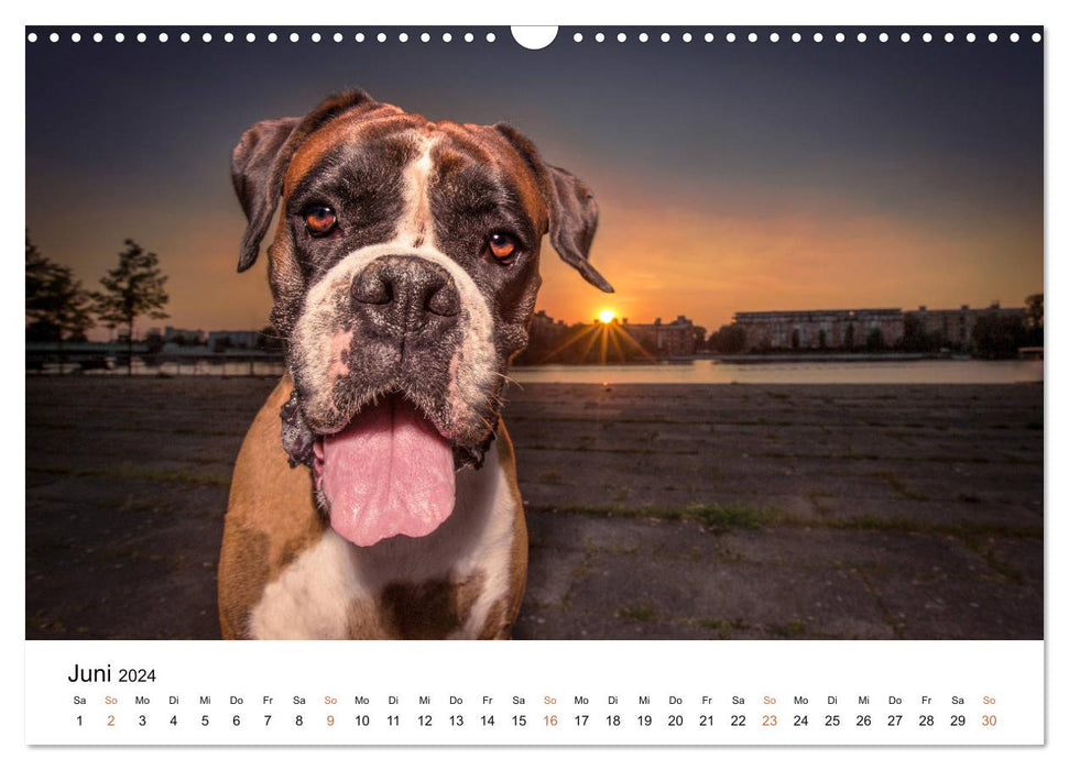 Deutscher Boxer (CALVENDO Wandkalender 2024)