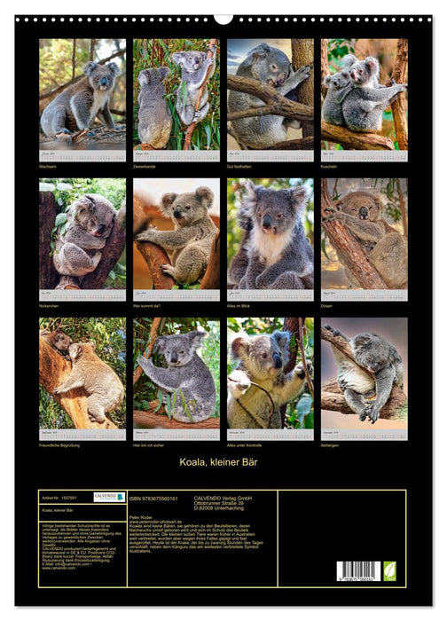 Koala, kleiner Bär (CALVENDO Wandkalender 2024)