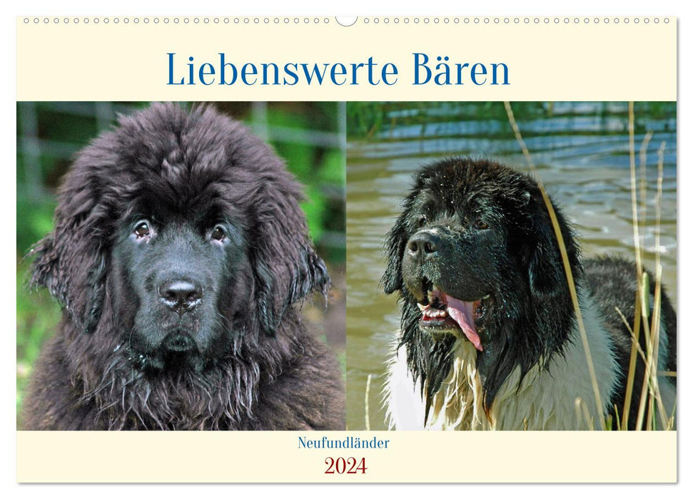 Neufundländer - Liebenswerte Bären (CALVENDO Wandkalender 2024)