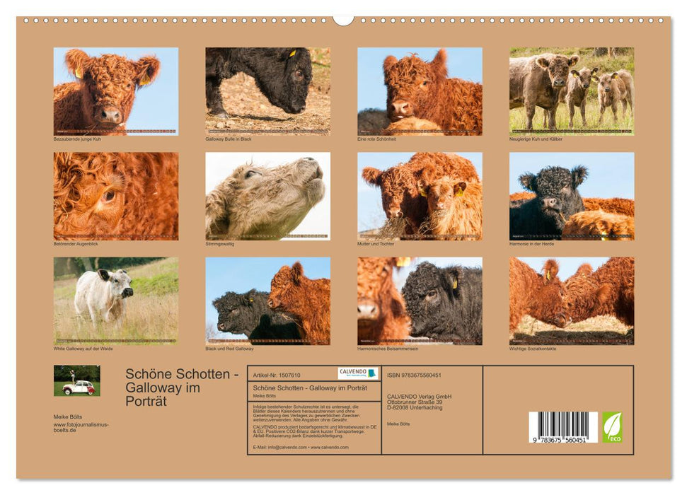 Schöne Schotten - Galloway im Porträt (CALVENDO Premium Wandkalender 2024)