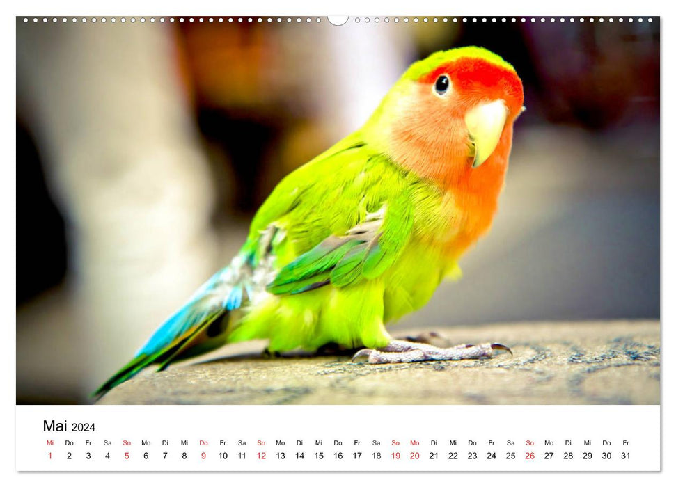 Papageien. Knallbunte Aras und Co. (CALVENDO Premium Wandkalender 2024)