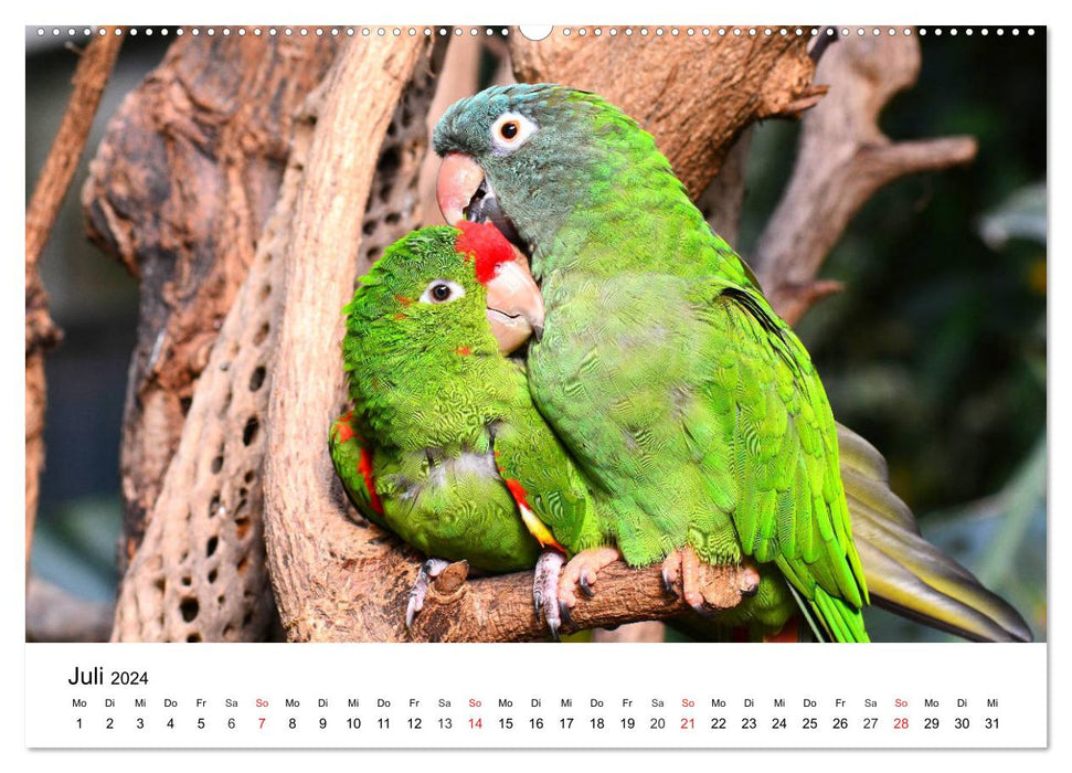 Papageien. Knallbunte Aras und Co. (CALVENDO Premium Wandkalender 2024)