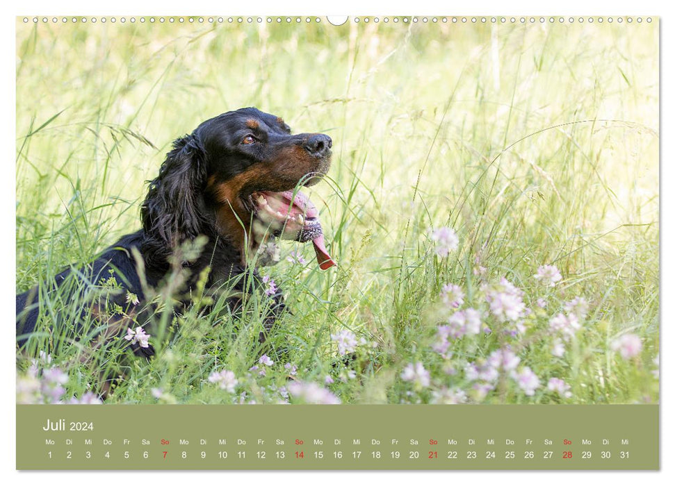 Setter - Geliebter Freund und Jagdkamerad (CALVENDO Premium Wandkalender 2024)