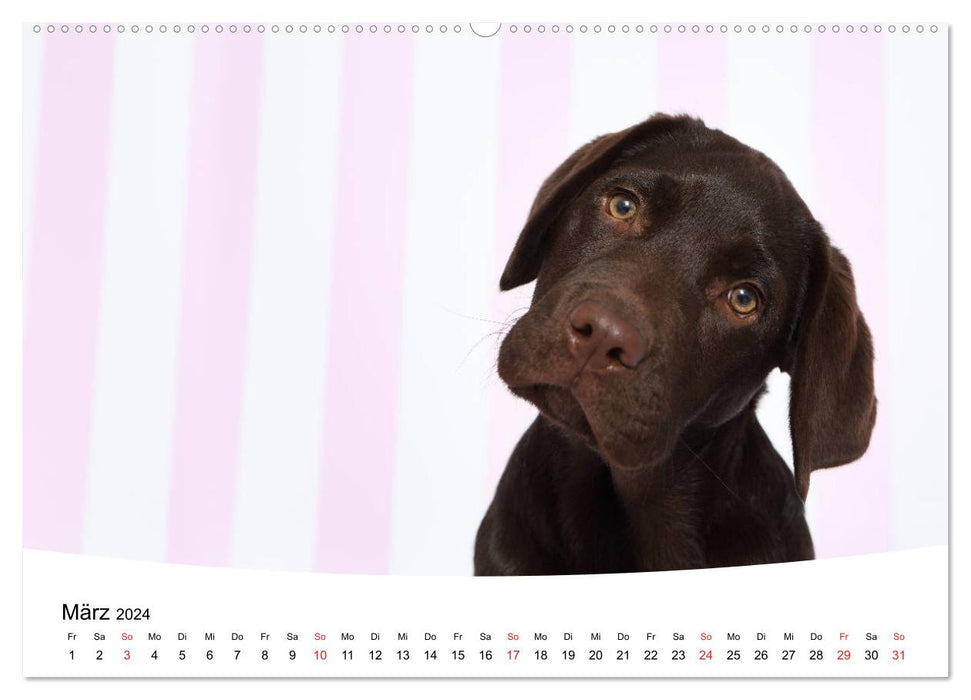 Labrador Welpen - Labrador Puppies (CALVENDO Premium Wandkalender 2024)