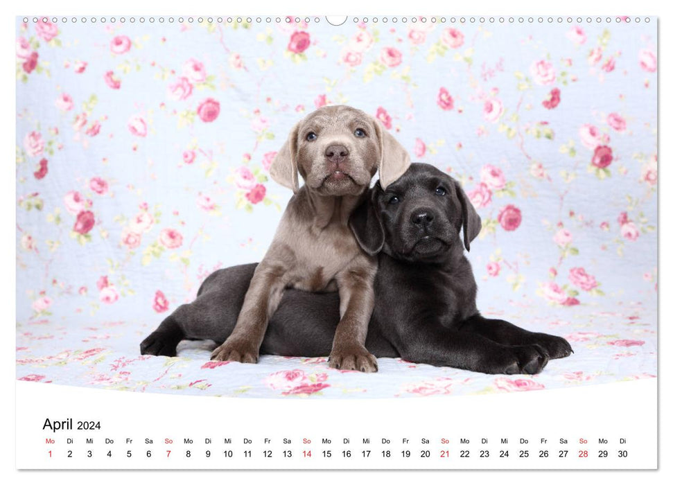 Labrador Welpen - Labrador Puppies (CALVENDO Premium Wandkalender 2024)