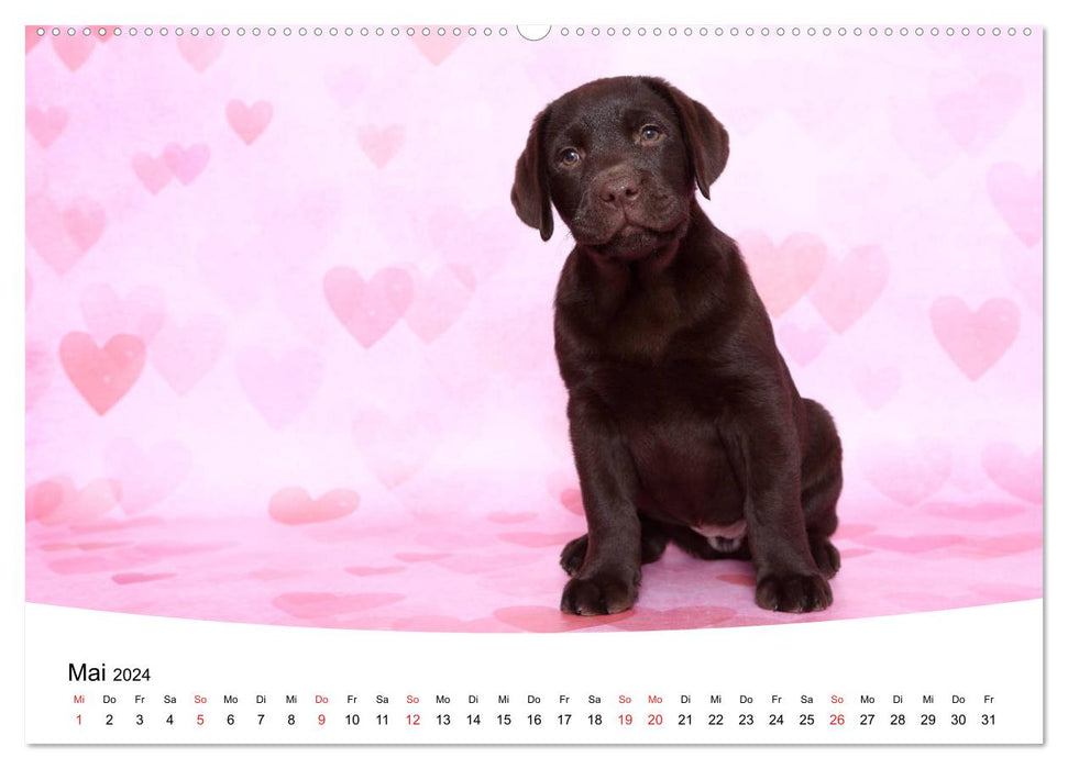 Labrador Welpen - Labrador Puppies (CALVENDO Premium Wandkalender 2024)