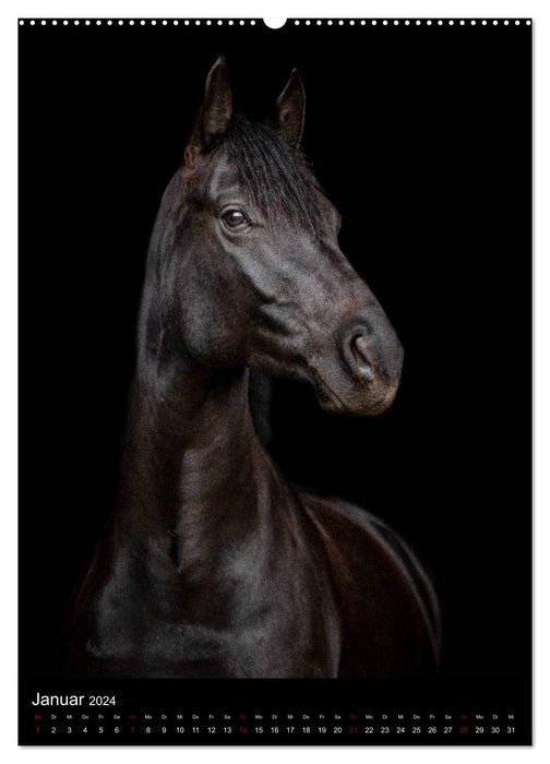 Pferde 2024 - Charakterköpfe vor der Kamera (CALVENDO Premium Wandkalender 2024)