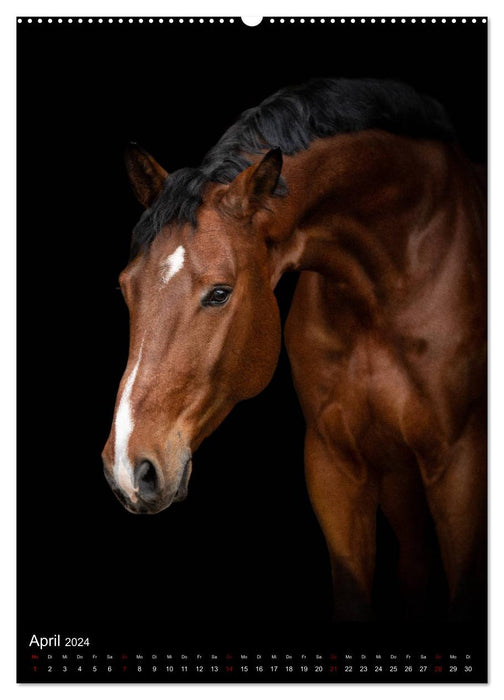 Pferde 2024 - Charakterköpfe vor der Kamera (CALVENDO Premium Wandkalender 2024)
