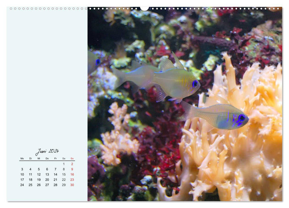 Salzwasseraquarium. Meeresfische im heimischen Wohnzimmer (CALVENDO Premium Wandkalender 2024)