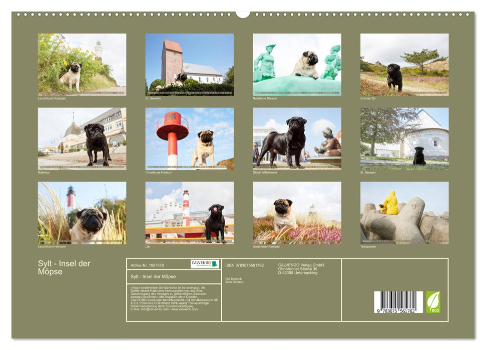 Sylt - Insel der Möpse (CALVENDO Premium Wandkalender 2024)