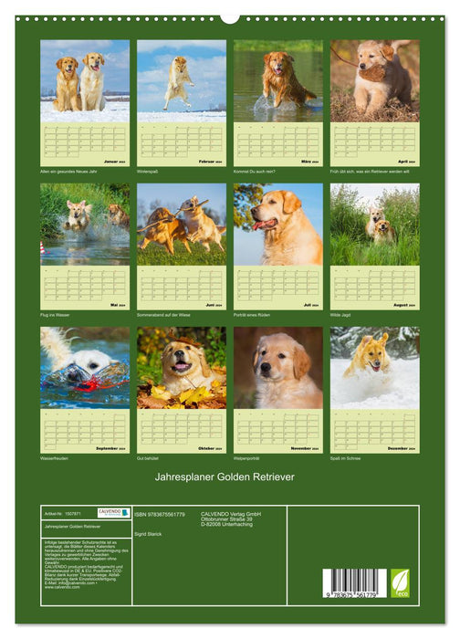 Jahresplaner Golden Retriever (CALVENDO Premium Wandkalender 2024)