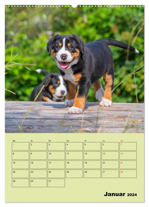 Familienplaner Großer Schweizer Sennenhund (CALVENDO Premium Wandkalender 2024)