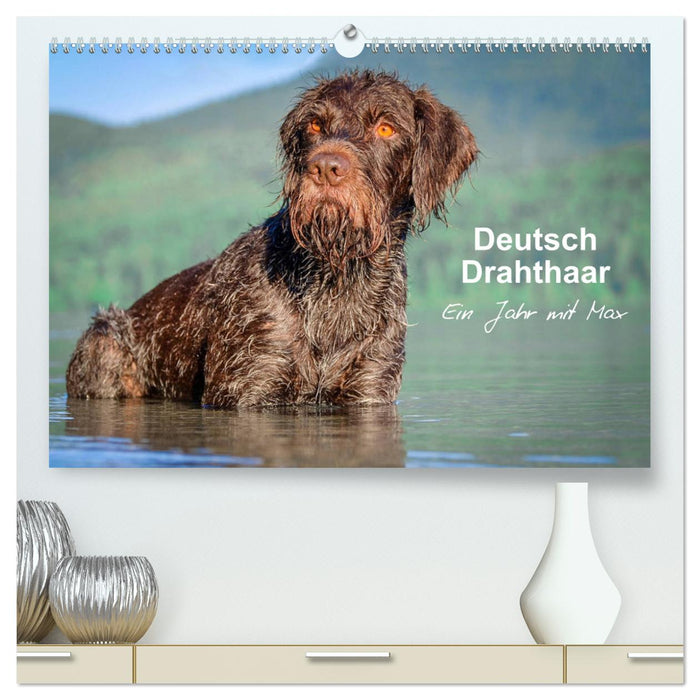Deutsch Drahthaar - Ein Jahr mit Max (CALVENDO Premium Wandkalender 2024)