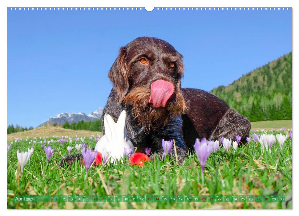 Pointeur allemand à poil dur – Un an avec Max (Calendrier mural CALVENDO Premium 2024) 