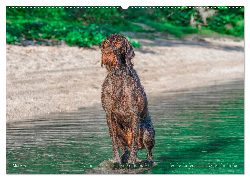 Pointeur allemand à poil dur – Un an avec Max (Calendrier mural CALVENDO Premium 2024) 