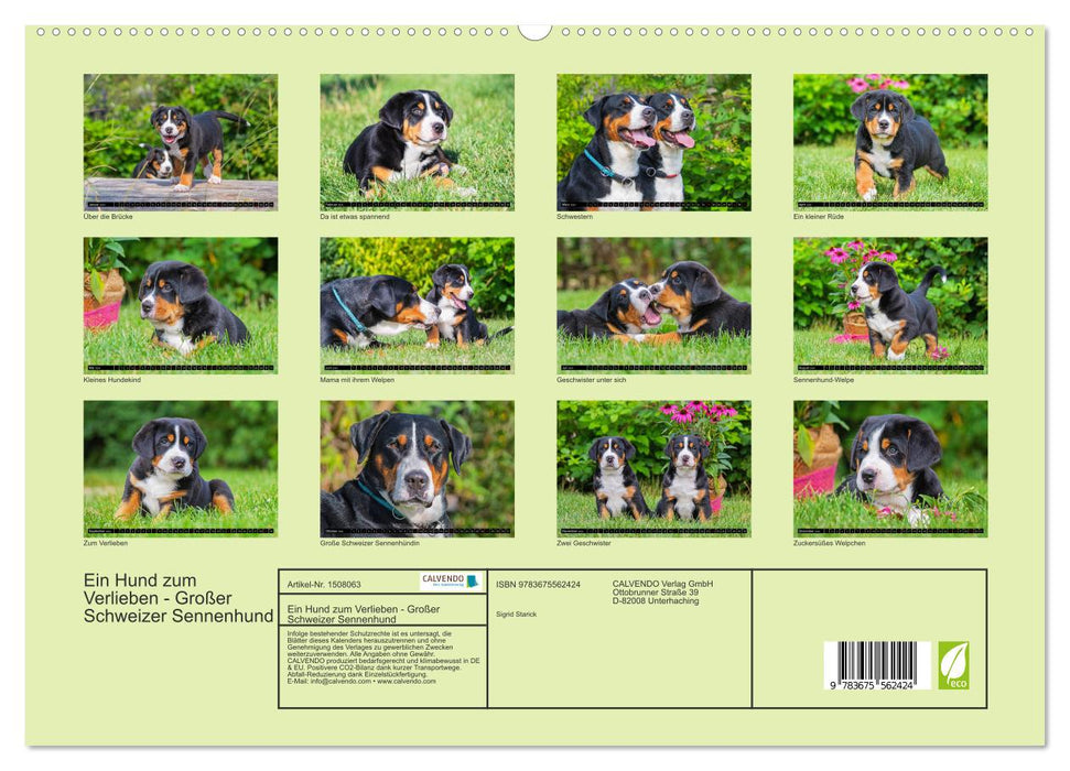 Un chien dont on peut tomber amoureux - Grand Bouvier Suisse (Calendrier mural CALVENDO Premium 2024) 