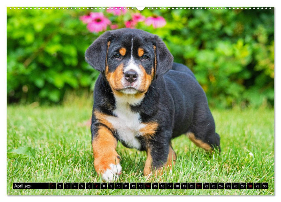 Ein Hund zum Verlieben - Großer Schweizer Sennenhund (CALVENDO Premium Wandkalender 2024)
