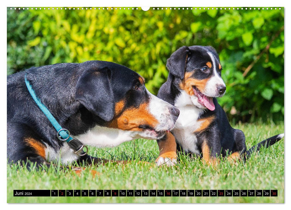 Un chien dont on peut tomber amoureux - Grand Bouvier Suisse (Calendrier mural CALVENDO Premium 2024) 