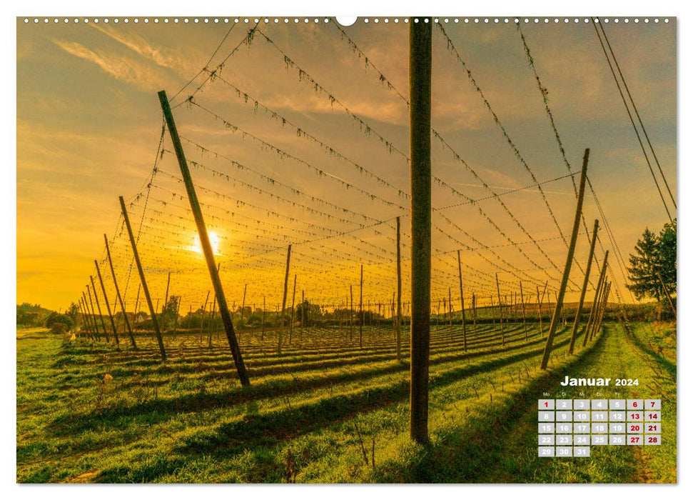 Hopfenland Holledau (CALVENDO Premium Wandkalender 2024)