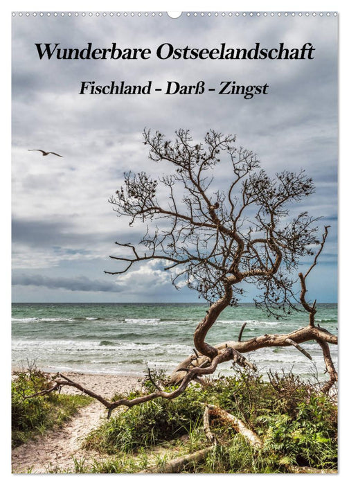Wunderbare Ostseelandschaft Fischland-Darß-Zingst (CALVENDO Wandkalender 2024)