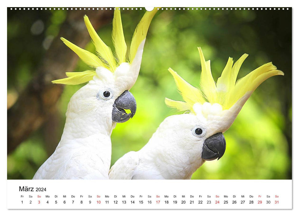 Papageien. Knallbunte Aras und Co. (CALVENDO Wandkalender 2024)
