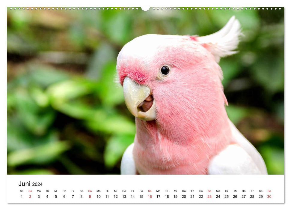 Papageien. Knallbunte Aras und Co. (CALVENDO Wandkalender 2024)