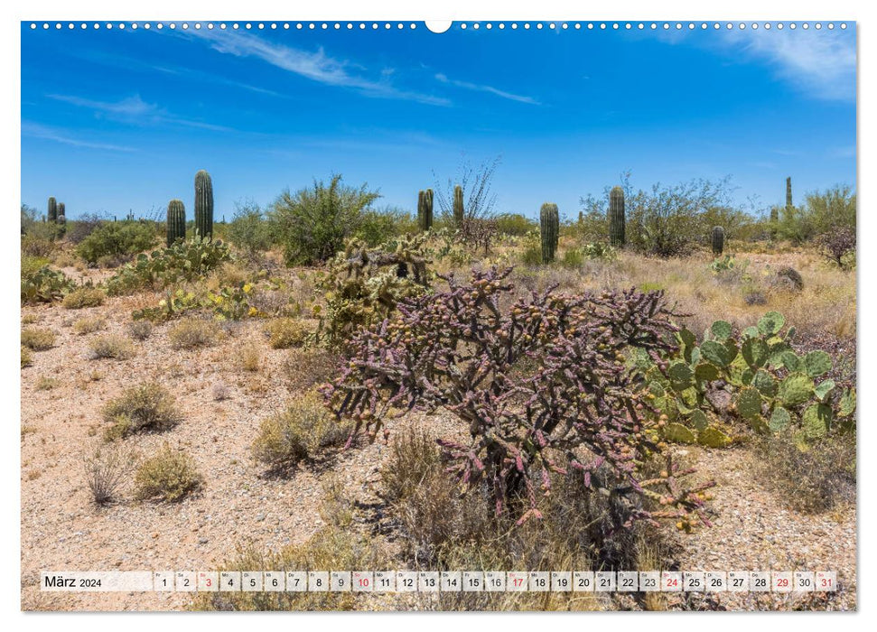 SAGUARO NATIONAL PARK Heimat des Saguaro-Kaktus (CALVENDO Wandkalender 2024)