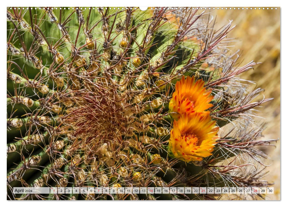 SAGUARO NATIONAL PARK Heimat des Saguaro-Kaktus (CALVENDO Wandkalender 2024)
