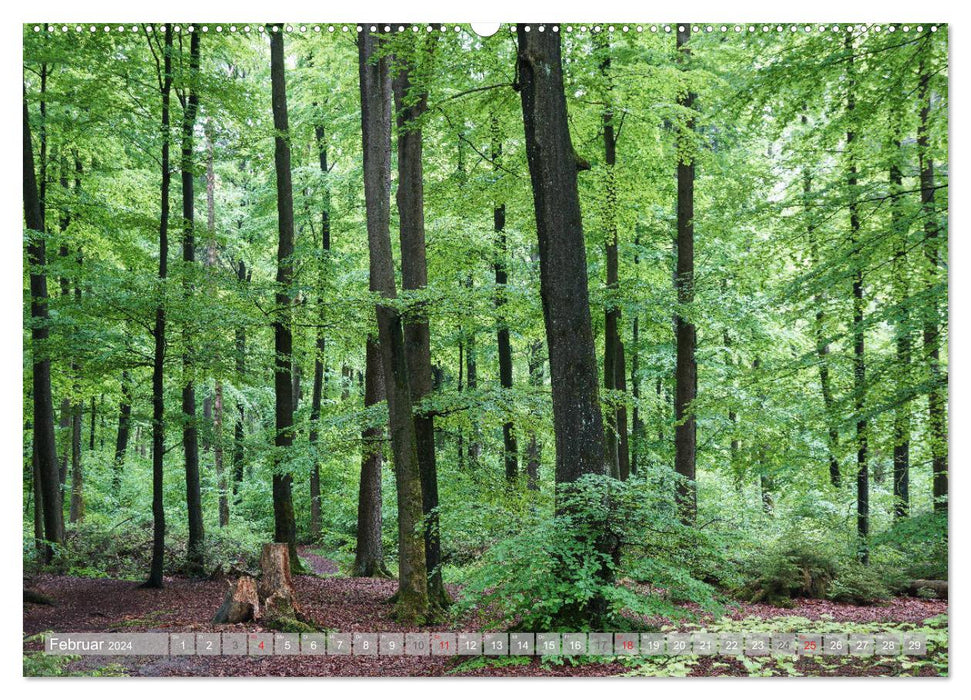 Teutoburger Wald - Natur und Kultur (CALVENDO Premium Wandkalender 2024)
