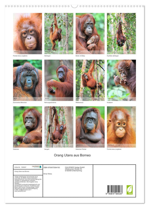 Orang Utans aus Borneo (CALVENDO Premium Wandkalender 2024)