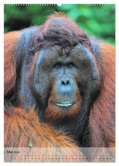 Orang Utans aus Borneo (CALVENDO Premium Wandkalender 2024)