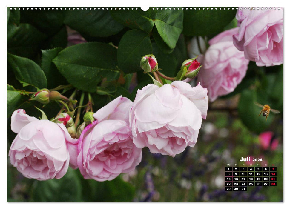 Magie der Rosen (CALVENDO Premium Wandkalender 2024)