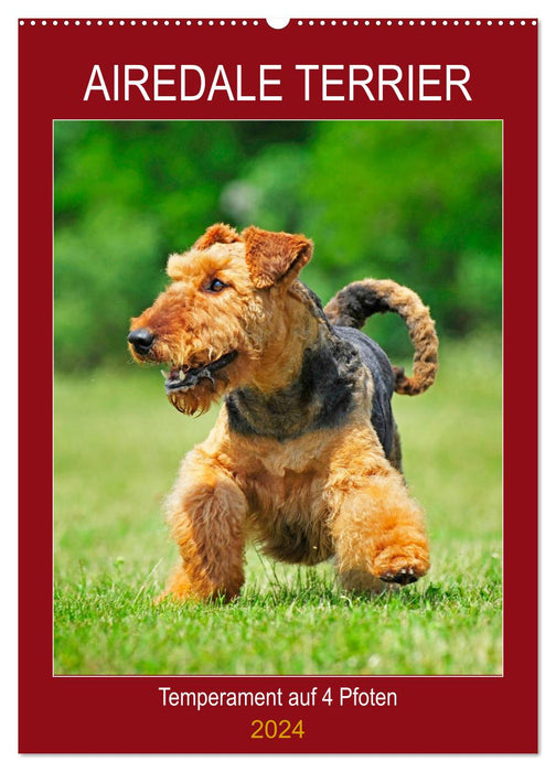 Airedale Terrier - Temperament auf 4 Pfoten (CALVENDO Wandkalender 2024)