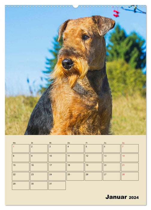 Airedale Terrier - Temperament auf 4 Pfoten (CALVENDO Wandkalender 2024)