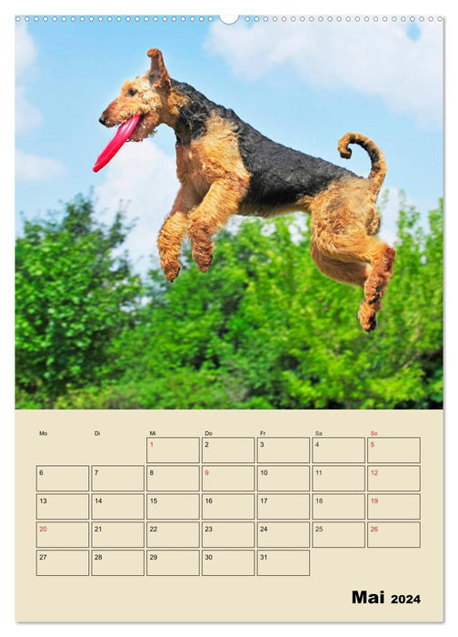 Airedale Terrier - Temperament auf 4 Pfoten (CALVENDO Wandkalender 2024)