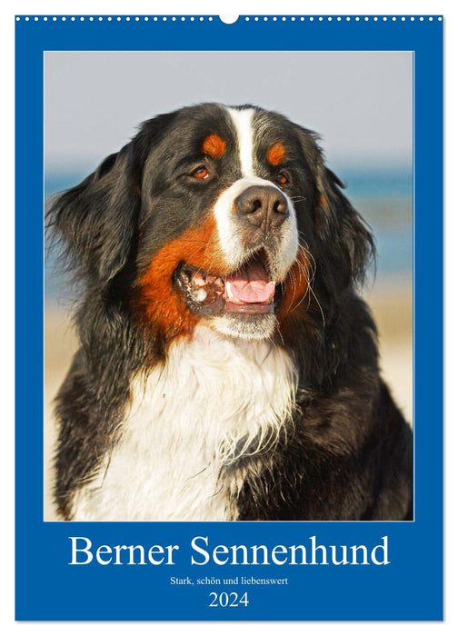 Berner Sennenhund - stark , schön und liebenswert (CALVENDO Wandkalender 2024)