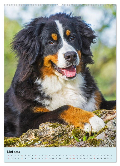 Berner Sennenhund - stark , schön und liebenswert (CALVENDO Wandkalender 2024)