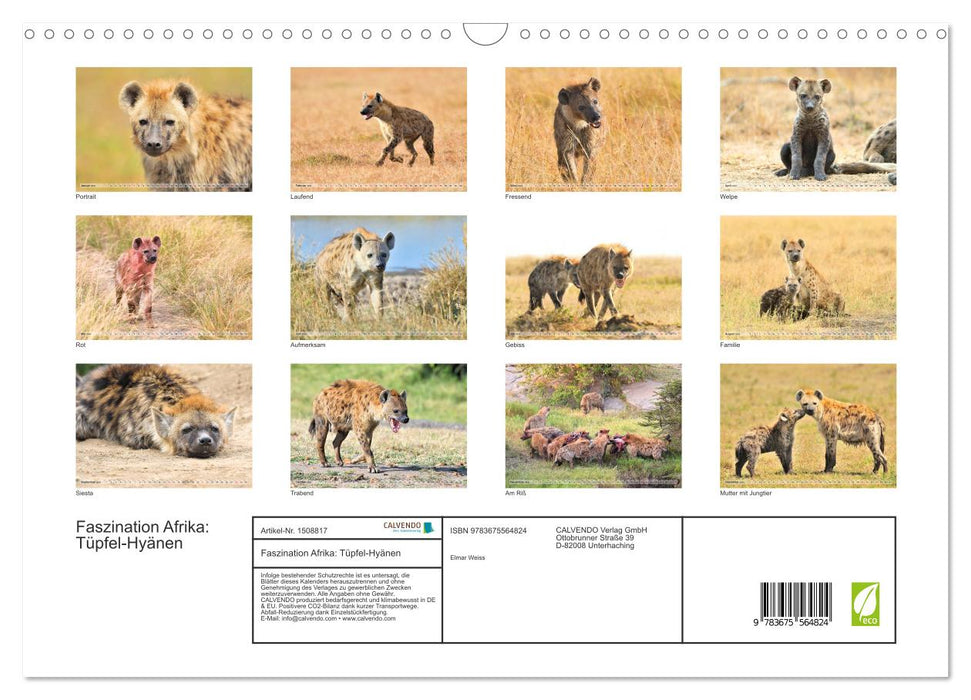 Fascination Africa: Spotted Hyenas (CALVENDO Wall Calendar 2024) 