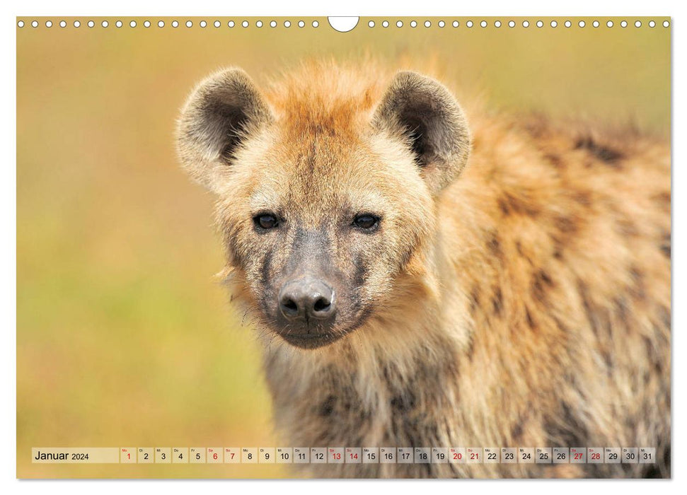 Fascination Africa: Spotted Hyenas (CALVENDO Wall Calendar 2024) 