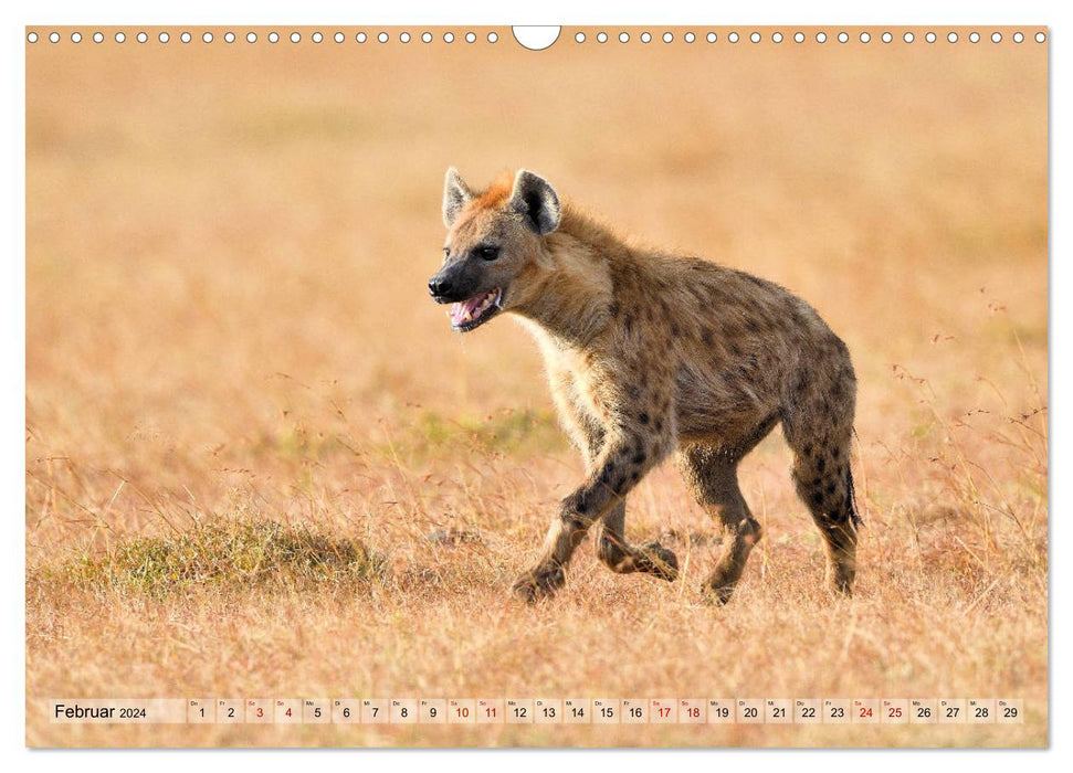 Fascination Africa: Spotted Hyenas (CALVENDO Wall Calendar 2024) 