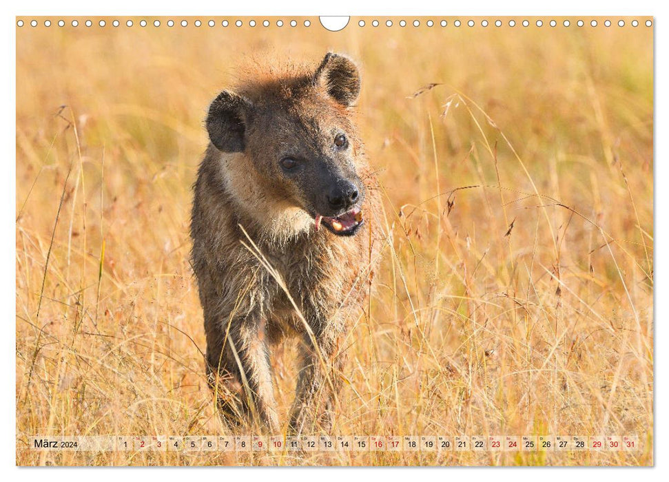 Fascination Africa: Spotted Hyenas (CALVENDO Wall Calendar 2024) 