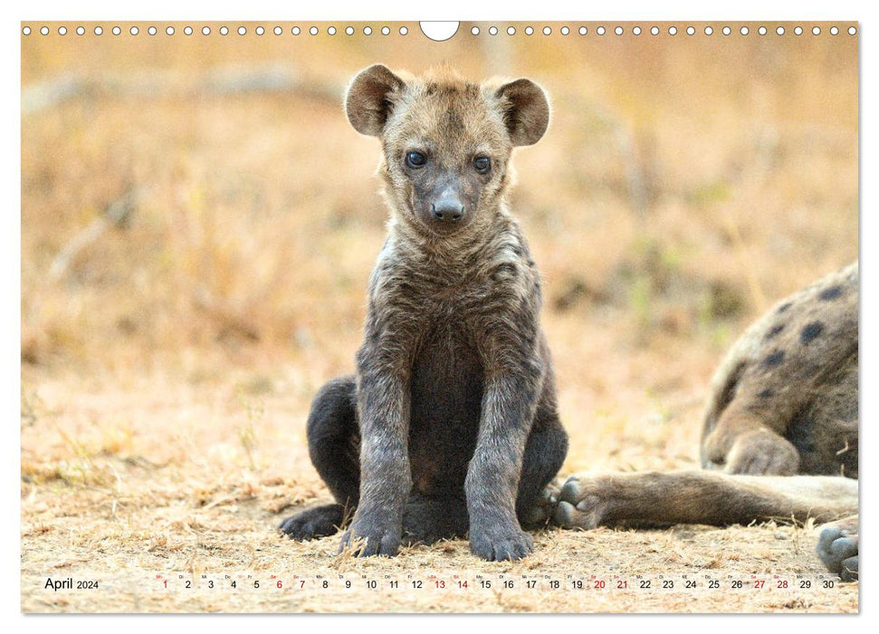 Fascination Africa: Spotted Hyenas (CALVENDO Wall Calendar 2024) 