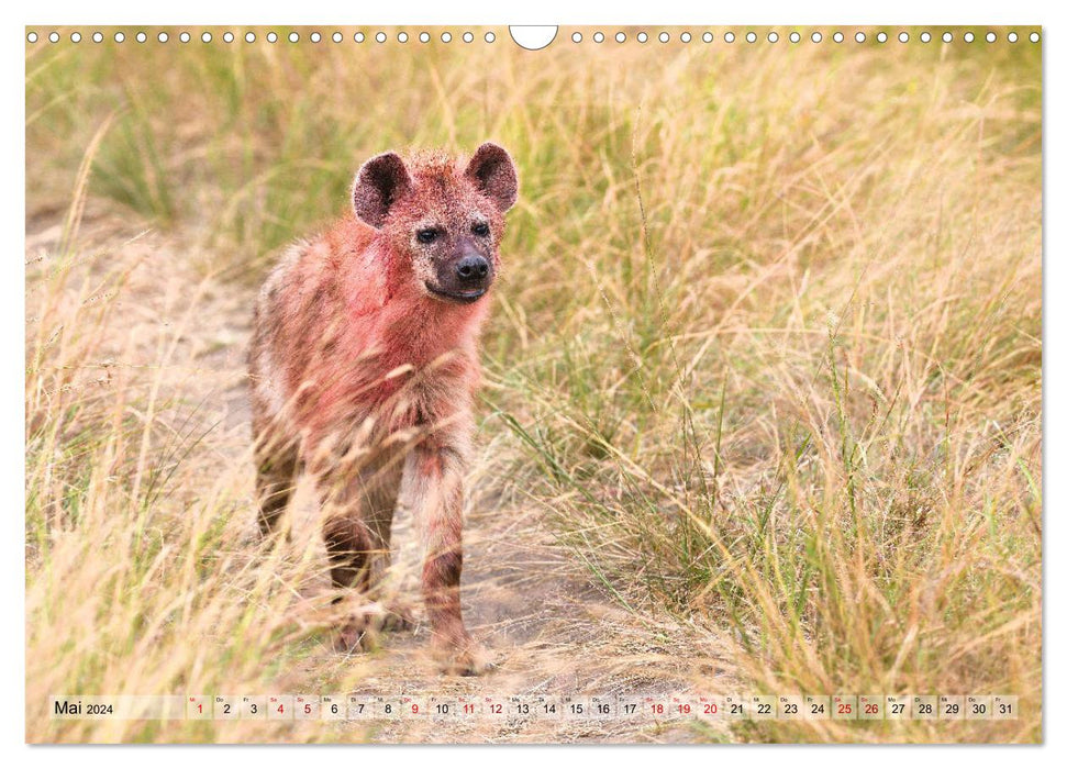 Fascination Africa: Spotted Hyenas (CALVENDO Wall Calendar 2024) 