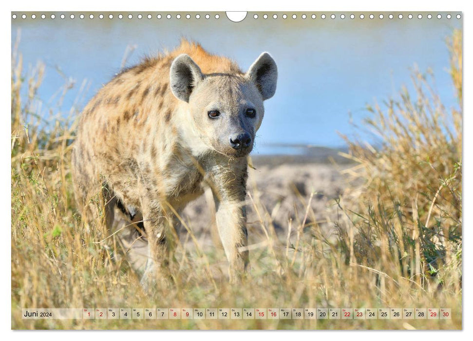 Fascination Africa : Hyènes tachetées (Calendrier mural CALVENDO 2024) 